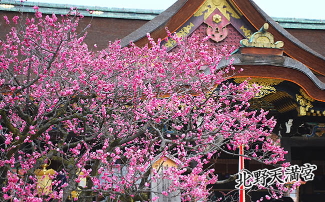 京都の神社北野天満宮1