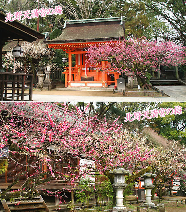 京都の神社北野天満宮6